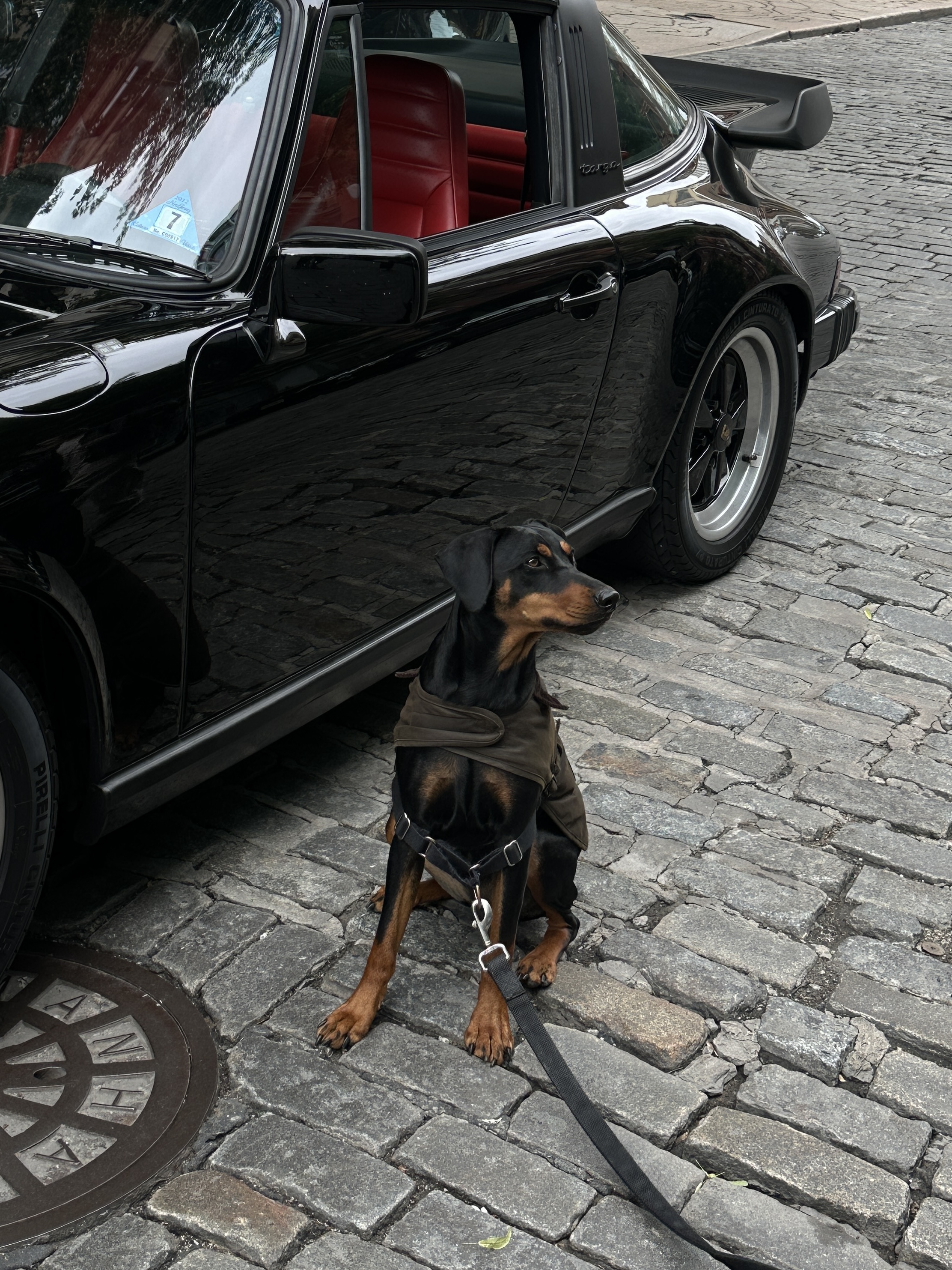 dog beside a black car on cobblestone