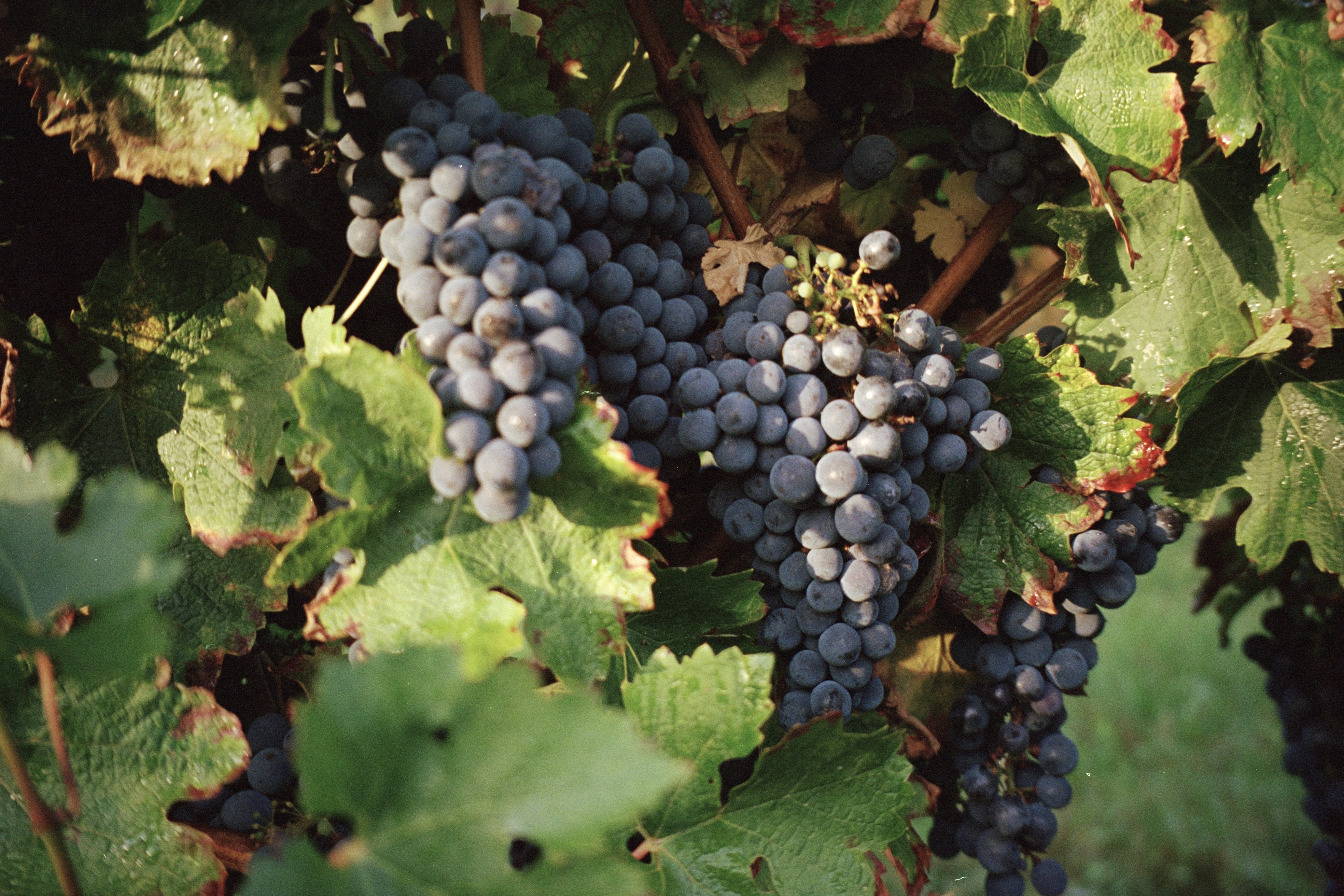 bunches of grapes
