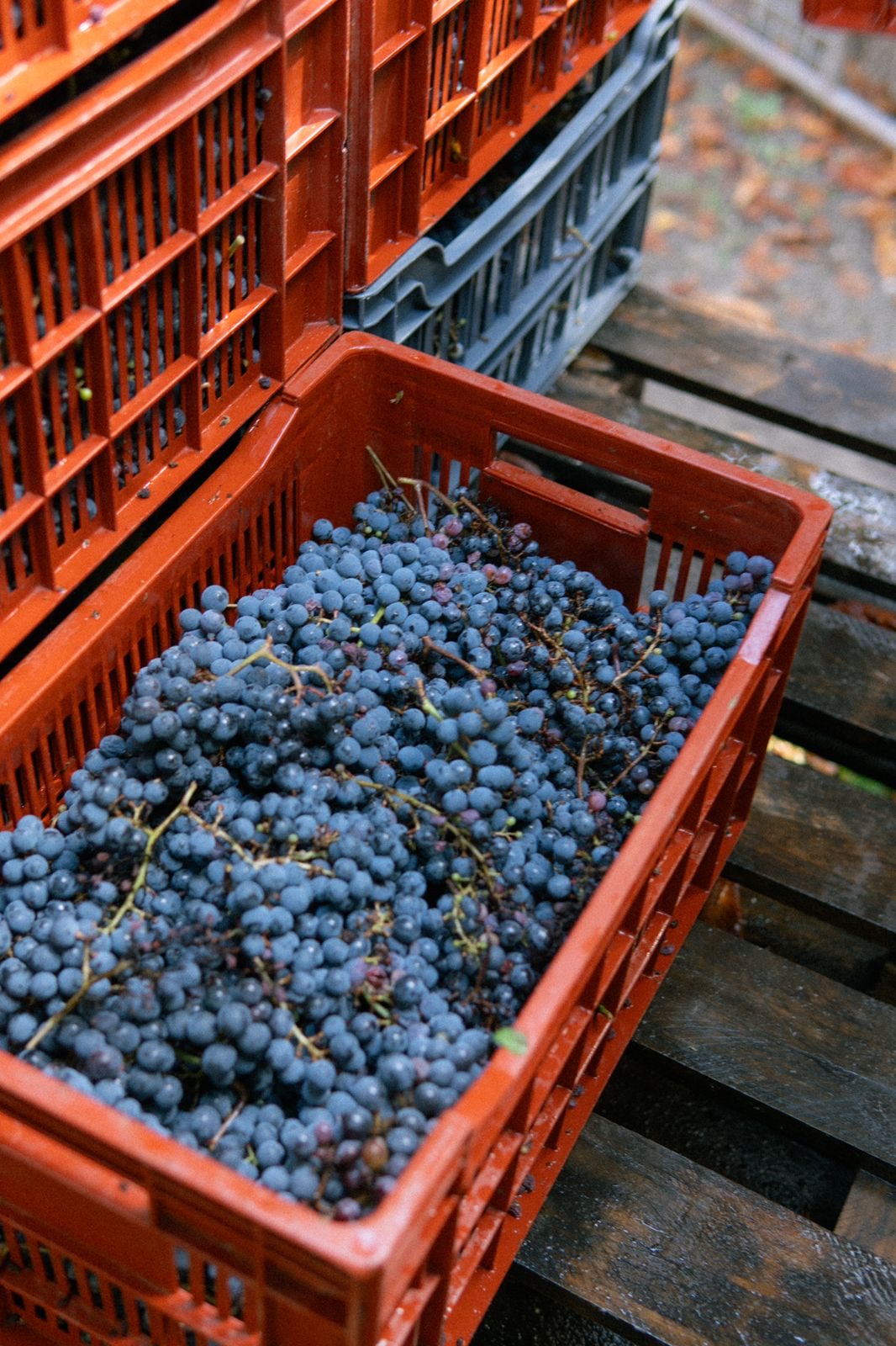 Grapes