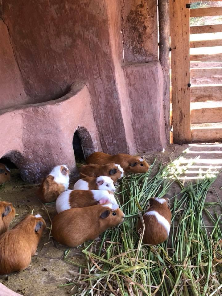 guinea pigs