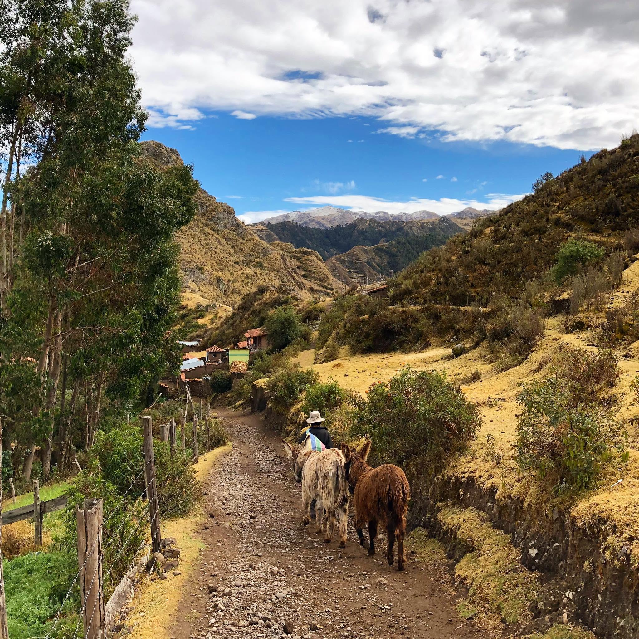 Two donkeys led by a man in a mountain scene
