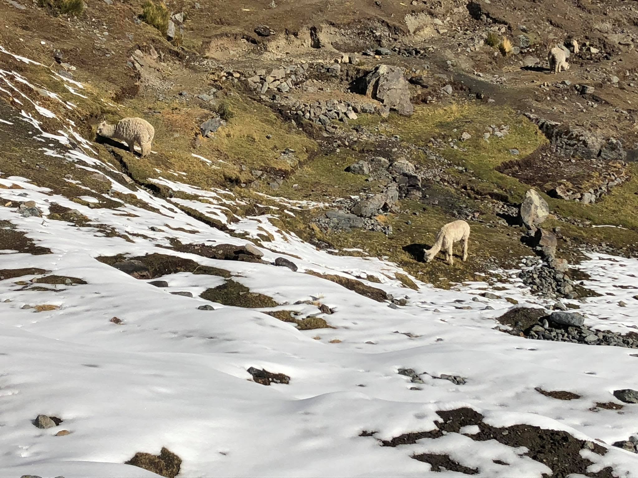 A llama on a snowy mountain face
